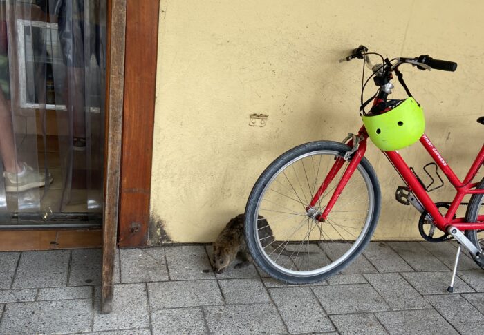 パースの交通事情🇦🇺